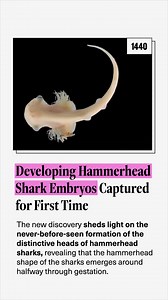 28K views · 74 reactions | Scientists have captured the...