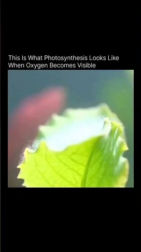 This is What Photosynthesis looks like When oxygen Becomes Visible #scienceexperiment #sciencefacts