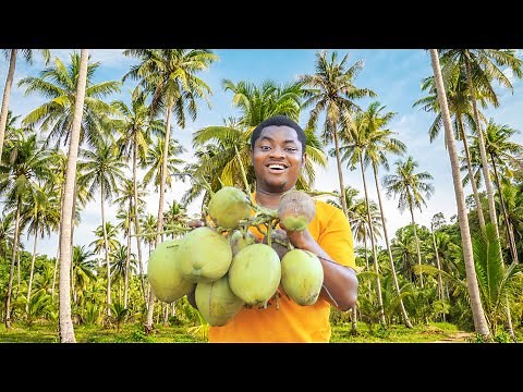 Coconut Farming | How To Grow and Harvest Coconut In Less Than 3 Years #coconut #coconutfarming