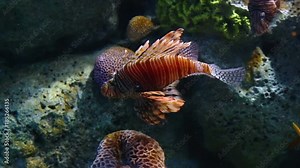 Corals and exotic marine fish. Ocean life Under Water. Lionfish or Pterois native to the Indo-Pacific. Also called zebrafish, firefish turkeyfish or butterfly-cod. Large aquarium. Tropical inhabitants