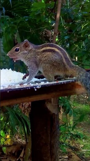 Cute Chipmunk Eating Rice | Relaxing Wildlife Video - Short
