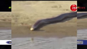 VIRAL VIDEO: 15-Foot Snake Terrifies at Kaziranga National Park, Netizens Call for Yoink Man