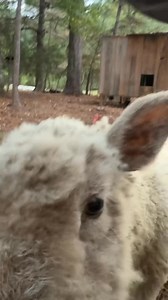 11K views · 479 reactions | Would you own a babydoll sheep? #babydollsheep #thehobbyfarm #growingmyfarm #farmjourney #farmanimals | Kelsey McManus - The Hobby Farm | Facebook