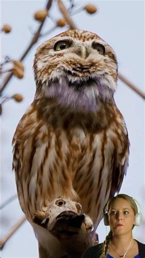 The cute owl you are looking for is here