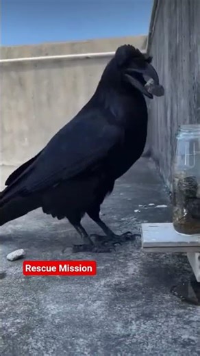 "Smart Crow Solves Water Puzzle Using Displacement!"