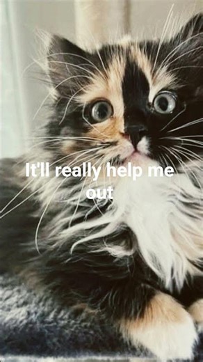 Hay♡ #memes #cat #funnycats #pets #capcutedit #funny #hay #subscribe