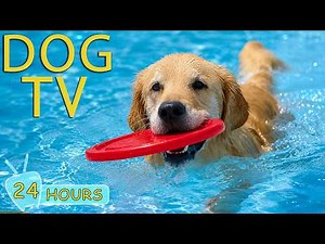 DOG TV: Videos Relax for Dogs to Watch Help Entertain All Day a Home Alone - Ultimate Music for Dogs