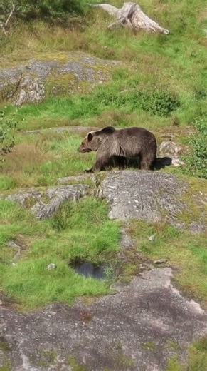 The Stunning Beauty of a Silver-Toned Brown Bear