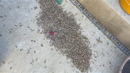 Tips for dealing with grasshoppers as they swarm through Roseville neighborhoods