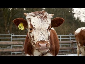 Seltene Rinderrasse: Norwegische Telemarkrinder im Tierpark Arche Warder