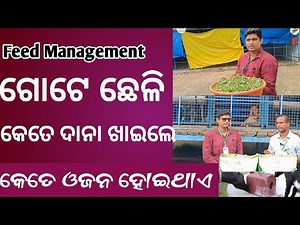 Goat Feed Management | How to Provide Balanced Diet for Goats | Mu Krushaka