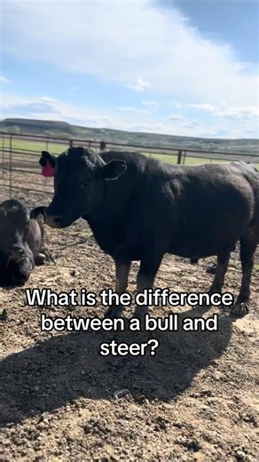 What's the difference between a bull and a steer?