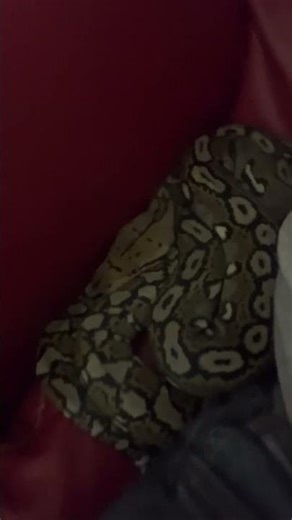 Chilling with Cordelia my python