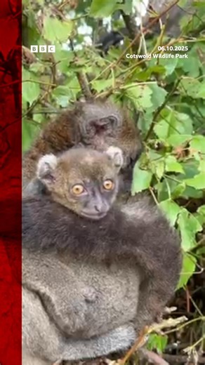 11K views · 299 reactions | So cute 凉 A wildlife park celebrates breeding a critically endangered lemur. Find out more: https://www.bbc.co.uk/news/articles/cq651vmy9z0o | BBC Oxfordshire | Facebook