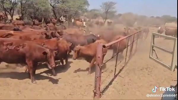 Breeding Bull's Arrival on the Farm