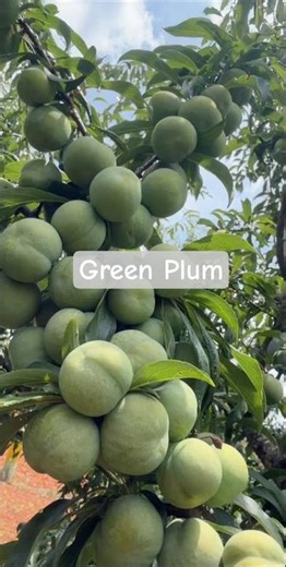 Fresh Green Plum Harvest 🍃 | Picking Crispy Plums from the Orchard #GreenPlum #PlumHarvest #garden