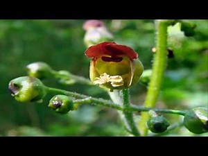 Escrofularia Propiedades y Beneficios para tu salud (Scrophularia nodosa)