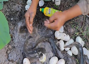 Experiment: Fish Vs Eggs Vs Dishwasher Detergent - Catch Fish From Hole With Washer Detergent #LifeHacks | Amazing Life Hacks