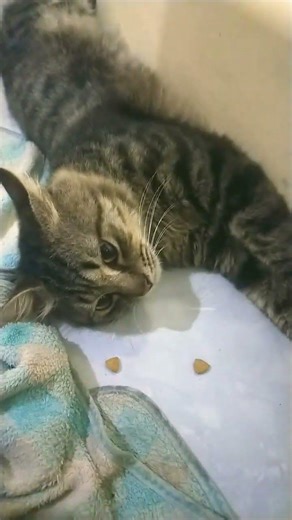 ciko lagi malas malas an #cat #Ggkasih