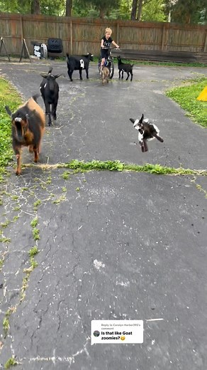 3.8M views · 105K reactions | Baby goats zooming around #zoomies #nigeriandwarfgoats #babygoats #goats #farmlife | Kids On Kerth | Facebook