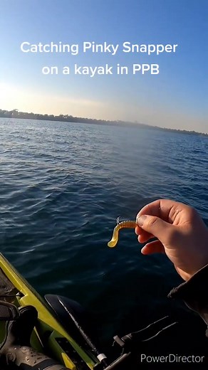 Pinky Snapper Fishing Tips and Techniques in Melbourne