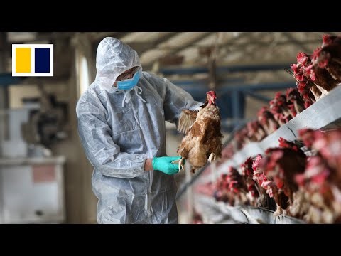 UCLA virologist Xia Xian joins Wuhan lab studying highly pathogenic virus