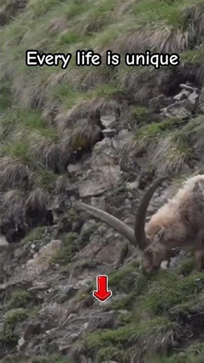 A Wild Ibex Grazing Peacefully on the Mountain #ibex #wildlife