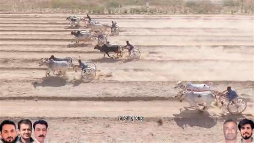 راؤنڈ 2 ،15/2/2026، آل پنجاب ۔ اوپن(جشن بہاراں چوگا جوان) بیل گاڑی ریس گراؤنڈ زرعی یونیورسٹی(350؛) راؤنڈ نمبر02؛؛؛________؛؛؛ونر جوڑ🥇؛؛ چینا بیل358 335آلہ & چینا شیر بیل 488 آلہ تمام بیل مالکان کو لاکھ لاکھ مبارکاں جی *گروپ بیل گاڑی ریس پاکستان* | Yaar Badsha Bail Gadi Race