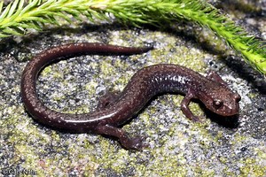 Cheat Mountain salamander - Alchetron, the free social encyclopedia