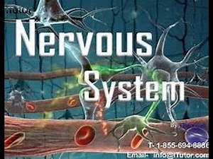 Lecture 3 Phyisology Part 1 ANS