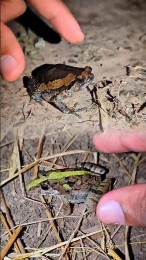 Catch a frog funny video | Frog jumping for fun | Frog hahaha | Frogs funny wants to laugh