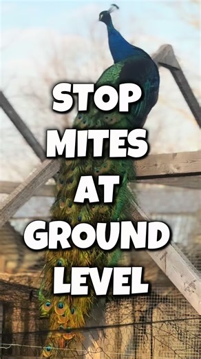 Effective Ways to Stop Mites at Ground Level