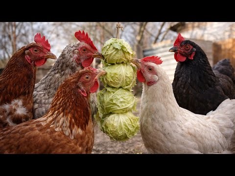 Chickens vs Hanging Cabbage – Farm Feeding Frenzy🐔🥬