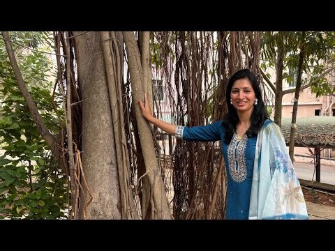 The Tree That Can Walk: Amazing Banyan Transformation