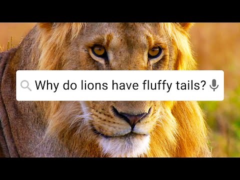 Lion vs Tiger - Who Would Win? ﻿| Weird Animal Searches | BBC Earth