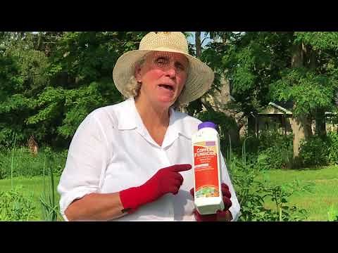Mid-Summer Maintenance Copper Fungicide