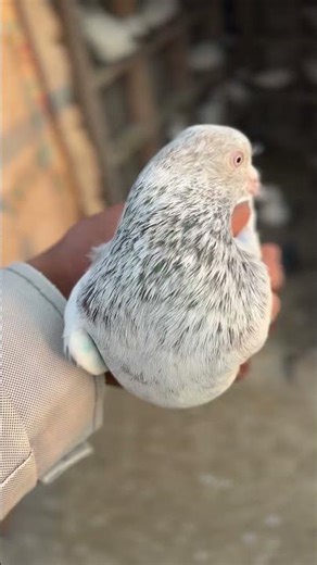 Shok kero boder vali kbuter ka #pigeon #bird #viral #viralshorts #pigeonbird