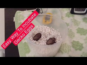 How To Incubate Leopard Gecko Eggs (Simplest Way!)