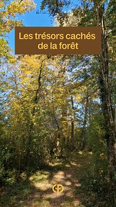 Saviez-vous qu’ici, à Villages Nature Paris, la forêt cache mille secrets ?🌿 Entre deux activités, prenez le temps de vous offrir une balade au cœur des bois… 🍃 Laissez-vous guider par les sentiers, écoutez le chant des oiseaux, respirez l’air frais… Qui sait quels trésors vous y trouverez ? ✨ | Villages Nature Paris
