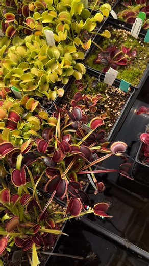 Dionaea Wine Mouth | Jeremiah's Carnivorous Plants