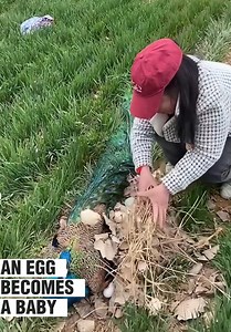 The process of an egg becoming a baby 🐣🐣 | ThoughtPulse