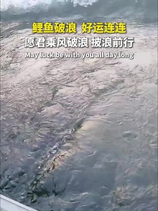 鲤鱼破浪 好运连连！May luck be with you all day long！#GoodMorningHunan #早安湖南 | Rednet.cn红网