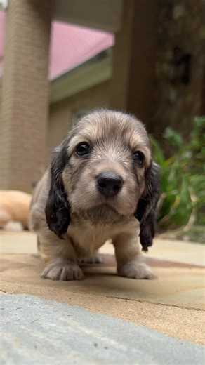 Cute face, chubby waist 🐾♥️ | Taylored Dachshunds