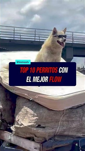 THE WORLD'S MOST FLOWY DOGS 🐶🔥