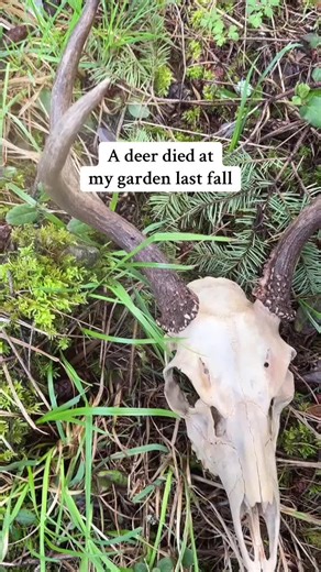 Jo’s Nature Art on TikTok