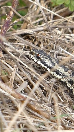 Looking for ADDERS in the UK! #adder #reptiles #ukwildlife #wildlife #grasssnake