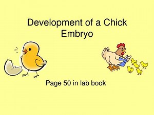 Development of a Chick Embryo - SlideServe