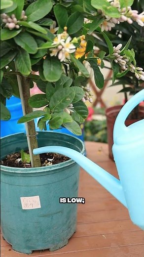 Fix Lemon Tree Yellow Leaves and Boost Fruit Growth