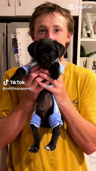 Discover the Cutest Pugapoo Moments