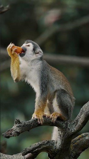 Nina & Max Teach Kids About Monkeys! 🐒 Fun Monkey Facts for Kids